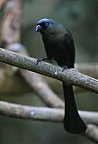 Racket-tailed Treepie